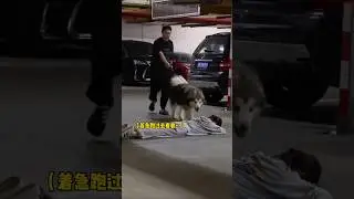 Dog choose Girl not Boy 😭🧐