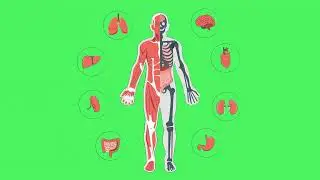 human anatomy 3d animation | green screen