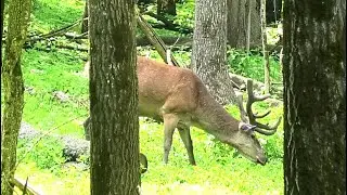 Олени самцы с новыми рогами, но не все перелиняли || Male red deer with new antlers