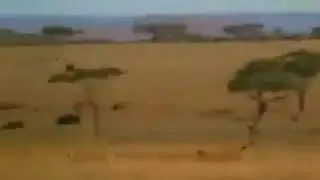 Человек спасает антилопу от гепарда