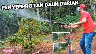 CARA PENYEMPROTAN DAUN DURIAN