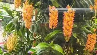 LAN RỪNG ĐẸP ĐANG NỤ 0869311186 || PHONG LAN RỪNG