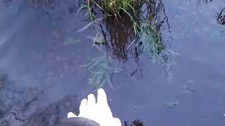 Ест ли бобер ёлку?