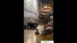 Amazing CATS.  Funny cats. Part 43