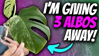 I'm giving away 3 x Monstera albos for FREE | Australia Only (Sorry!)