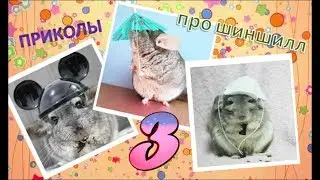Лучшие приколы про ШИНШИЛЛ! Смешные ШИНШИЛЛЫ! Funny chinchillas❤#3