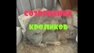 Созревание кроликов. Готовность кроликов к спариванию.