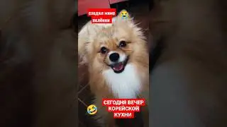 🔥ВЕЧЕР КОРЕЙСКОЙ КУХНИ🔥 ПЕС УСЛЫШАЛ ВЕЧЕРНЕЕ МЕНЮ 🔥