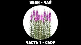 Иван - чай. Часть - 1: О том что это, польза чая, Сбор.