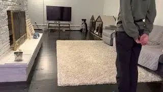 Riddik - AKC Advanced Trick Dog