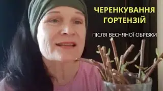 Черенкування волотистих гортензій після весняної обрізки. 