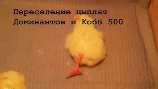 Деревенские будни//Цыплята и ребята//Срочно готовимся к переезду
