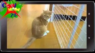 Кот и решетка