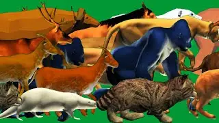 Green Screen Animals Stampede Running and Walking Green Screen Blue Screen Black Screen HD Video