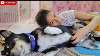 In The Morning My Dog ​​Shinchan Wakes Up Very Happy To Get A Belly Massage