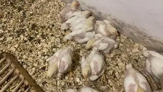 ПОЧЕМУ ЦЫПЛЯТА БРОЙЛЕРЫ ПАДАЮТ НА НОГИ, прямой эфир