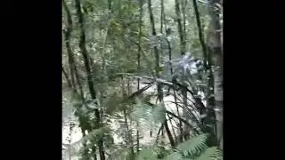 We Were Crazy to Hike Bach Ma National Park Vietnam in Torrential Rain Oct 30 2024