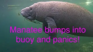 Manatee bumps into buoy and panics! Don’t spook sleeping manatees! #pleasesubscribe #4k #nature #wow