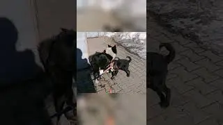 Игры перерастают в драки? Лайка и спаниель бесятся 😜