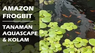 Review Amazon Frogbit, Tanaman Aquascape & Kolam Tanpa Perawatan