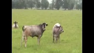 Vaches bazadaises en Saintonge .mpg