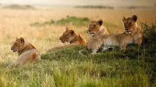 Exploring Lions in the Wild on an Exhilarating Wildlife Safari | No Copyright Video (NCV)