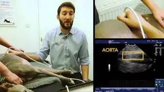 IMV imaging Small Animal Advanced Abdominal Ultrasound Video 2 – Aorta and Vena Cava