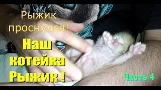 Наш котейка Рыжик! Часть 4 #Shorts