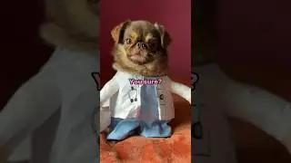 Doctor Reveals Diego’s Secret 😨 The Truth comes out! @AwkwardPuppets  #youtubechamps #funny #pug