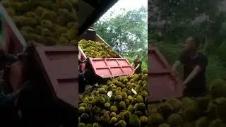 DURIAN  SATU MOBIL DANK TRUK   5000  1 BIJI