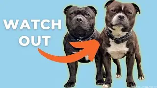 The DANGER of Getting a Sibling for Your Dog