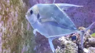 海