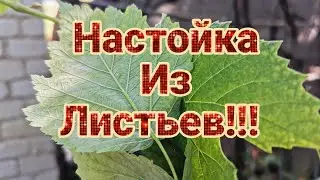 Настойка из Листьев плодовых деревьев и кустарников!!!