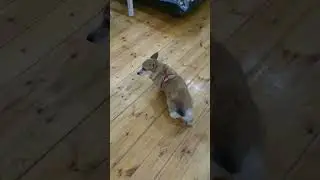 Злой корги ,Злющий корги 
