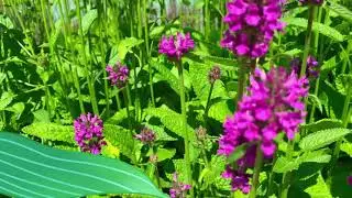 Новая Голландия. Экскурсия. Многолетники. Лайфкахи для сада.