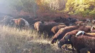 Rabid puppy chased sheep