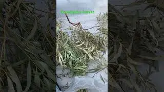 Eucalyptus leaves @1spiricallove ￼￼