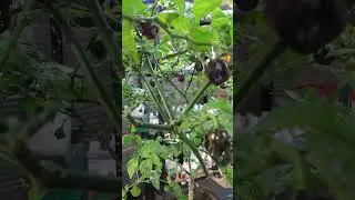 Лучше не пробуй #habanero #хабанеро #острыйперец #chocolatehabanero #шоколадныйхабанеро