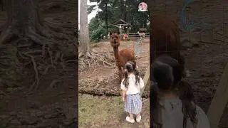 육아 자신보다 커다란 알파카에게 먹이주기 도전