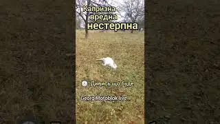 ЯК НАЗВАТИ 🤔 КОЗУ???!!!🐐 
