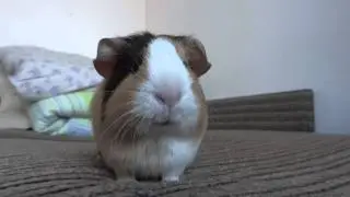 What kind of music can my guinea pig listen to?