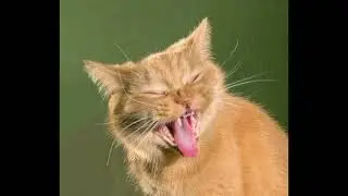 Забавные коты