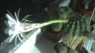 Цветение цветка кактуса