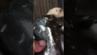 perawatan ayam nyilet