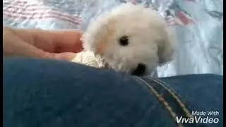 bear farts(read desc :)