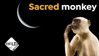 Why this Monkey is Holy: The Hanuman Langur | Wild to Know