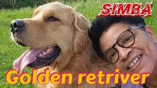 GOLDEN RETRIVER |  SIMBA