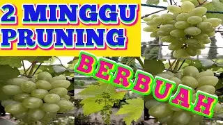 CARA MERAWAT POHON ANGGUR AGAR CEPAT BERBUAH..❤️❤️❤️
