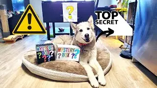 Talking Husky Attempts a Mystery Box Challenge! (It Ends In DISASTER!) ❓🏆 #husky #dog #funny