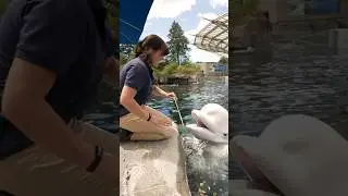 Why don’t beluga whales have a dorsal fin?